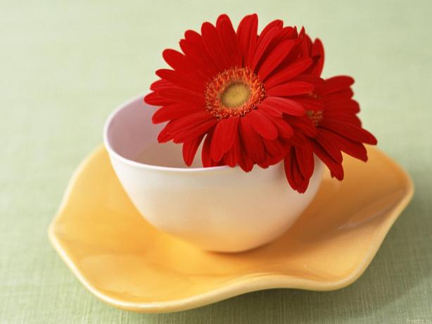 Flowers-in-Cup444 (1)